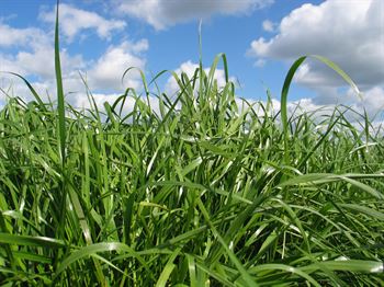 DSV Græsblanding, 10 kg